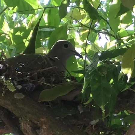 Amendoeirashouse-sustainableliving 4*