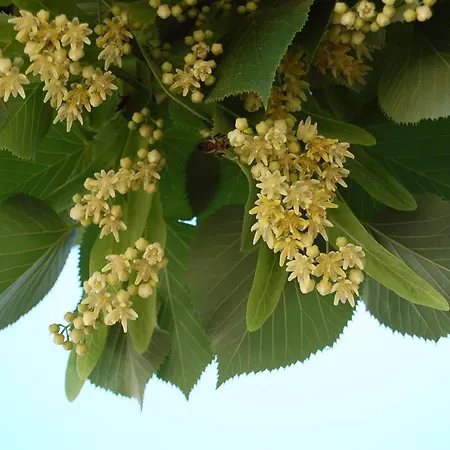 Amendoeirashouse-sustainableliving Rossio ao Sul do Tejo