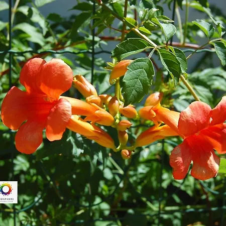 Nocleg ze śniadaniem Amendoeirashouse-sustainableliving 4*