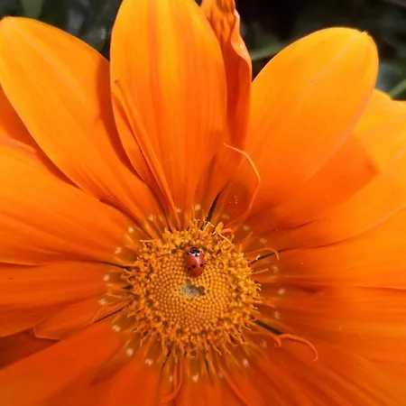 Amendoeirashouse-sustainableliving Bed & Breakfast Rossio ao Sul do Tejo