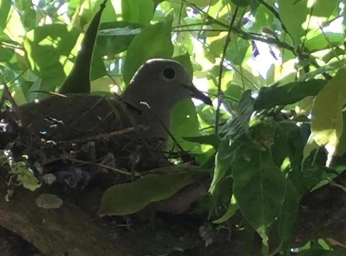 Amendoeirashouse-sustainableliving 4*