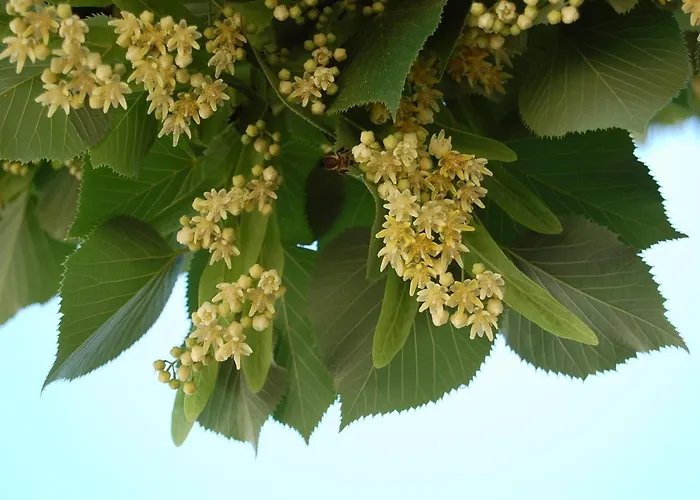 Amendoeirashouse-sustainableliving Rossio ao Sul do Tejo