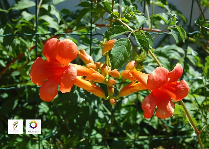 Alojamento de Acomodação e Pequeno-almoço Amendoeirashouse-sustainableliving 4*